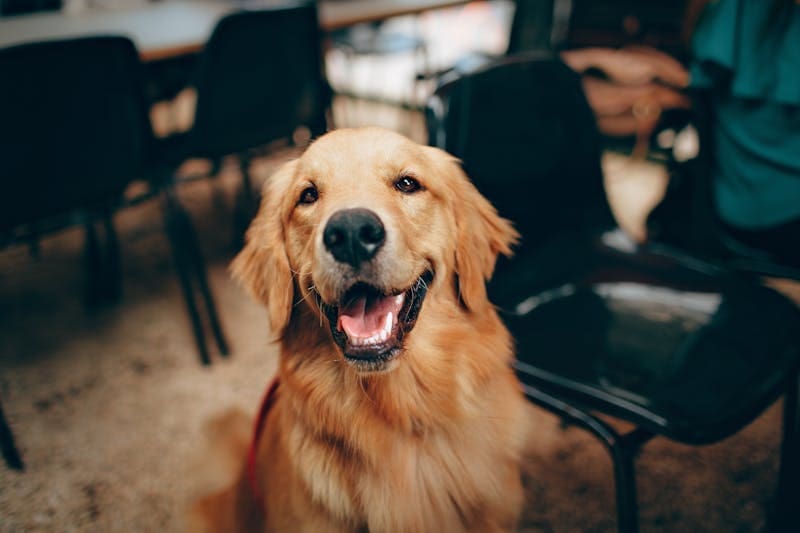 Dog in a dog-friendly restaurant.