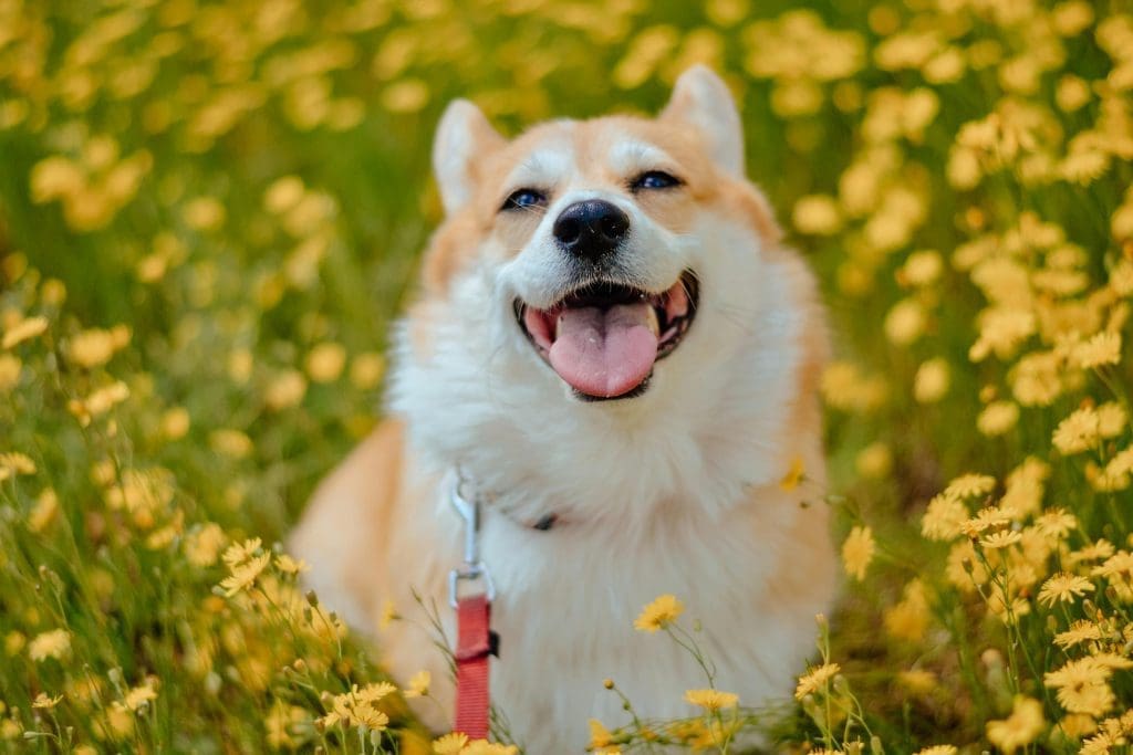 Happy dog in a spring hiking trail in Hocking Hills