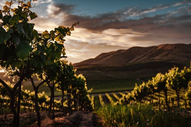 Image of a winery vineyard.